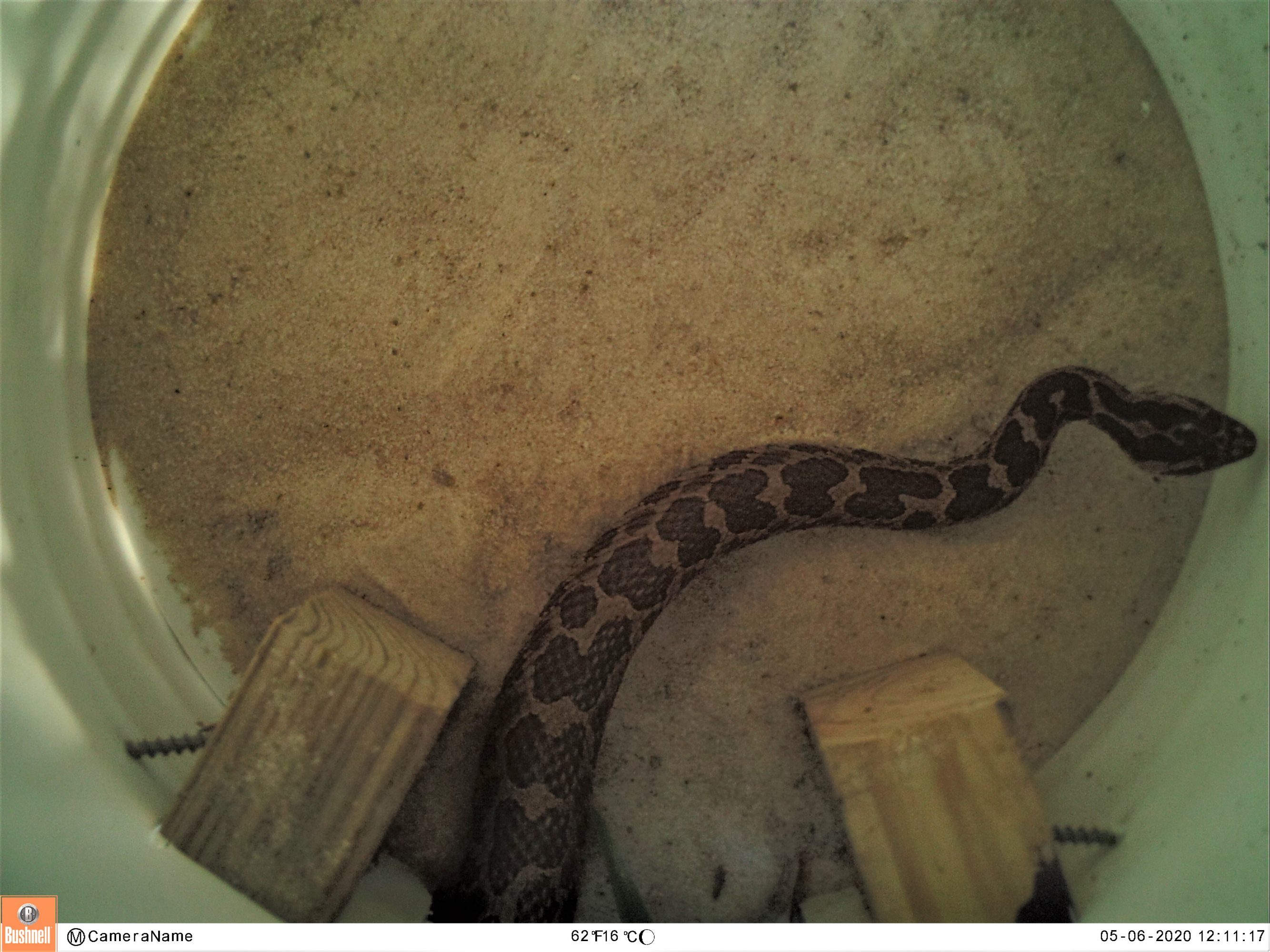 ACRES Research Endangered Eastern Massasauga Rattlesnake ACRES Land